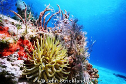 Nikonos 15mm cozumel by John Strickland 